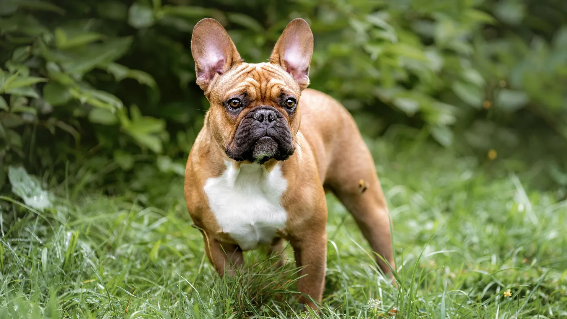 French Bulldog